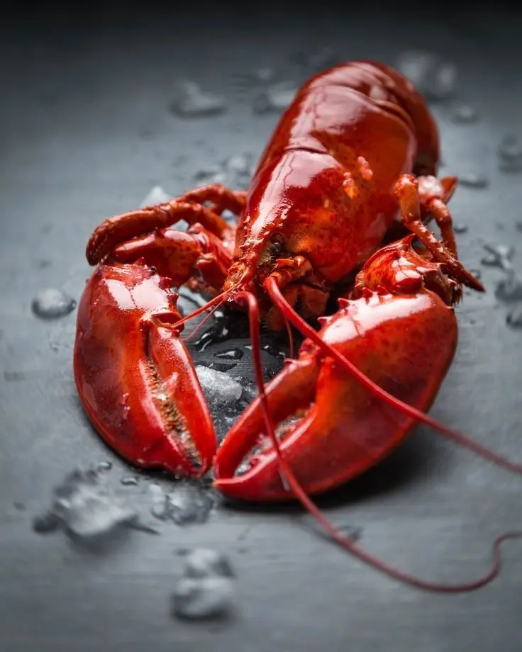 lobster